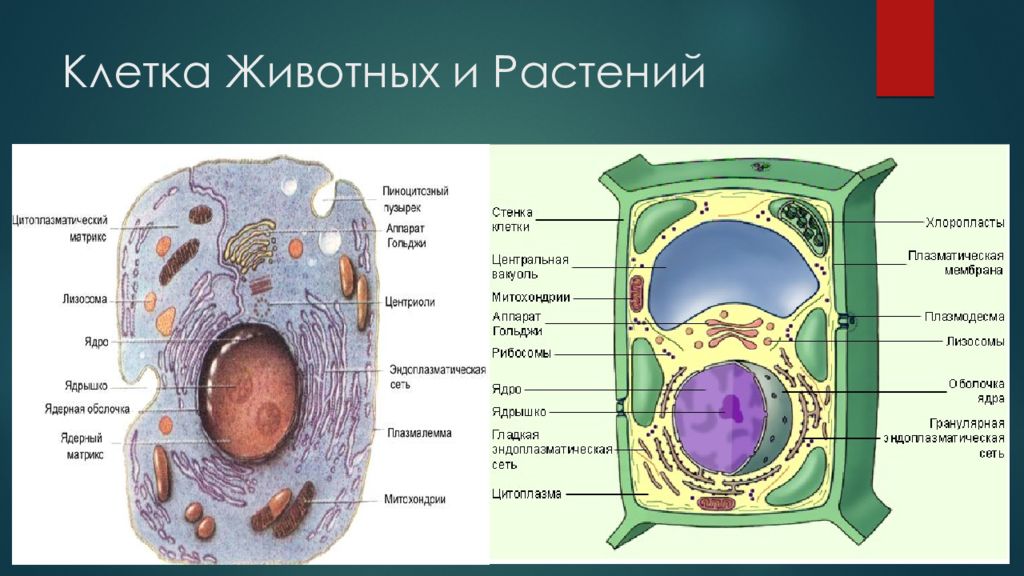 Не относится к живой клетке. Строение строение животной клетки. Строение животной и растительной клетки 10 класс. Схема строения живой и растительной клеток. Рисунок органоиды животной и растительной клетки.