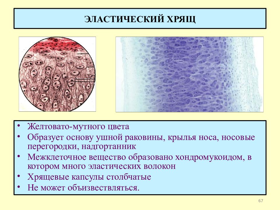 Какая ткань образует. Эластический хрящ ушной раковины препарат. Эластический хрящ ушной раковины свиньи препарат. Эластический хрящ ушной раковины гистология. Эластический хрящ ушной раковины рисунок.