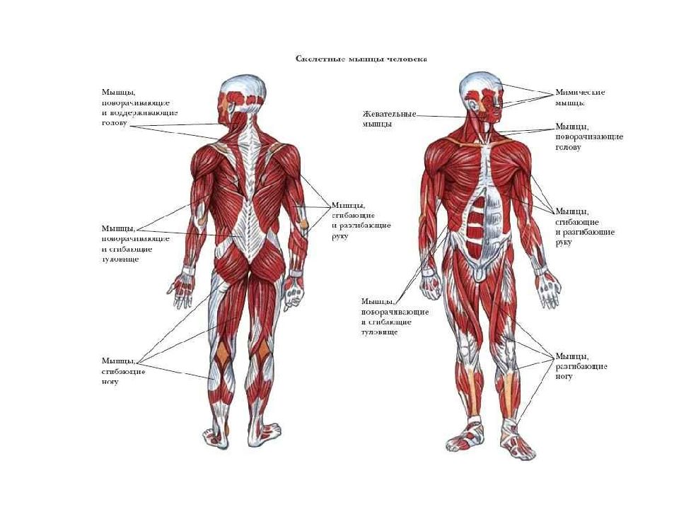 Анатомия и физиология человека 1. Основные мышцы человека. Главные скелетные мышцы. Тема: анатомия (мышцы).. Мышцы человека анатомия с подписями.
