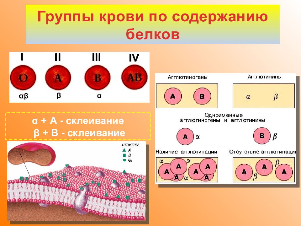 Первая группа крови резус отрицательный у мужчин. Тканевая совместимость и переливание крови. Группа крови и резус-фактор. Группы крови свертывание.