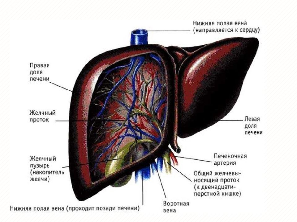 Печень презентация по анатомии