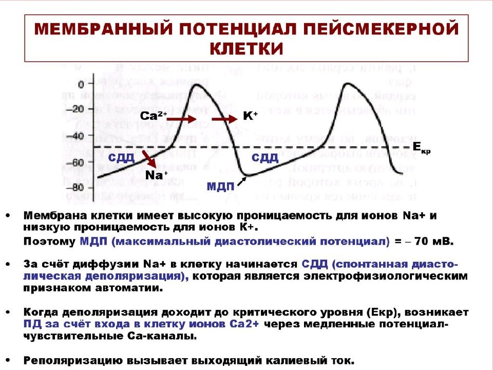 Пд схема физиология