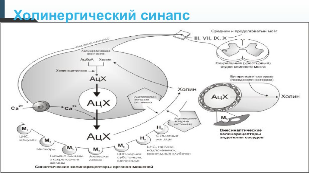 Холинергический синапс. Схема холинергического синапса. Строение холинергического синапса. Холинергический синапс физиология. Этапы медиации холинергического синапса.