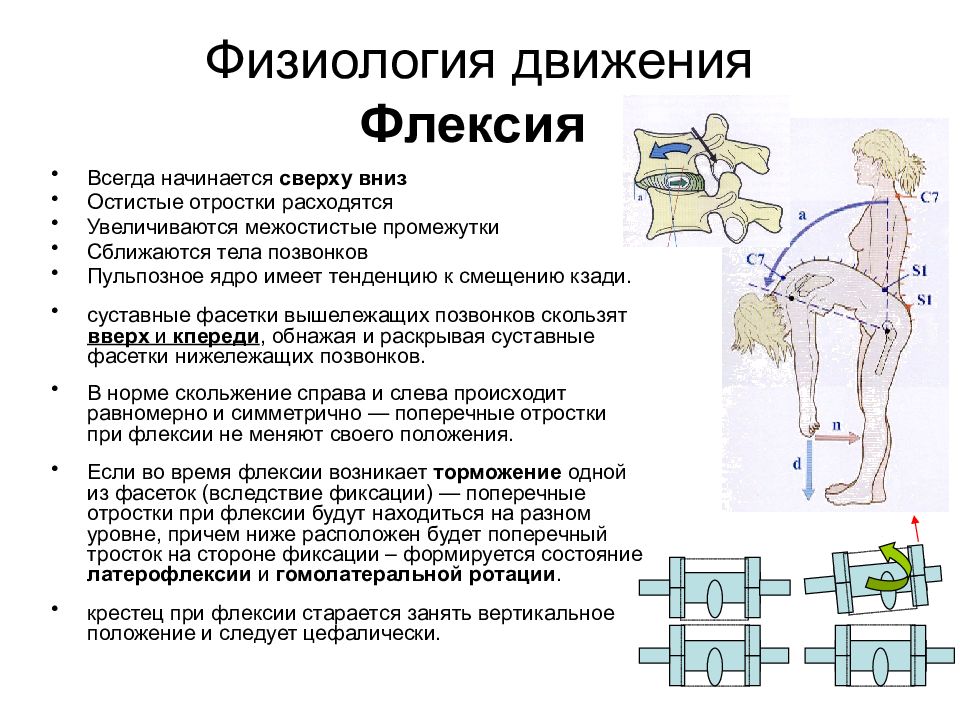 Сложное положение. Физиология движения. Движения позвоночника биомеханика. Флексия позвоночника. Флексия и экстензия позвоночника.