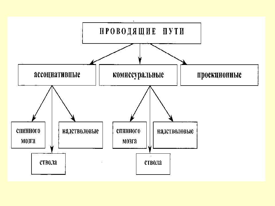 Пути цнс схемы