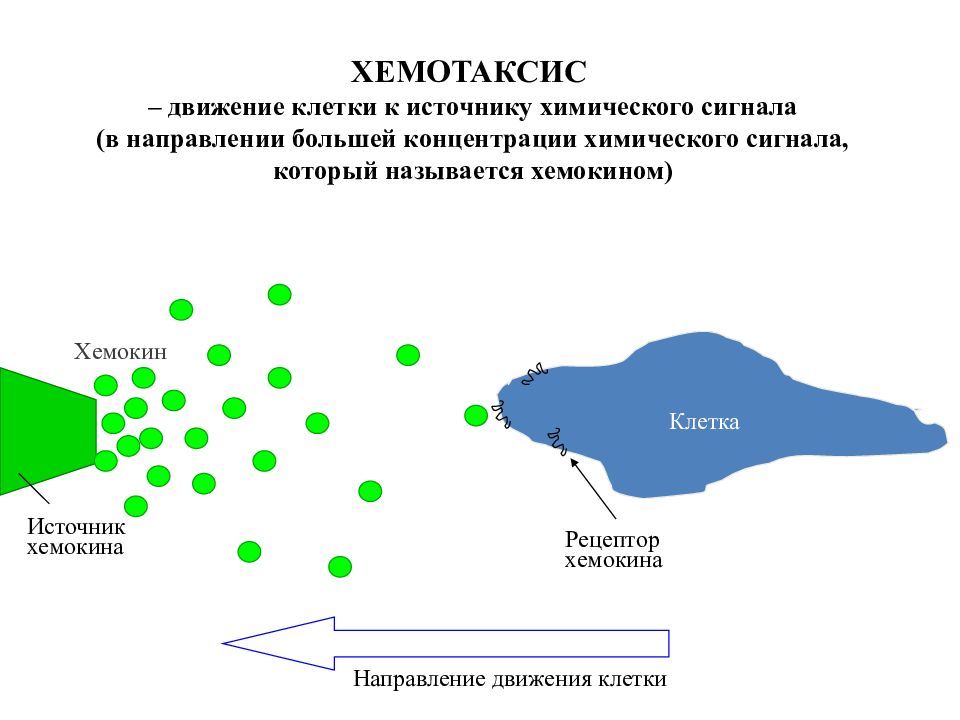 Строение хемотаксиса. Хемотаксис. Положительный хемотаксис. Хемотаксис простейших. Хемотаксис это иммунология.