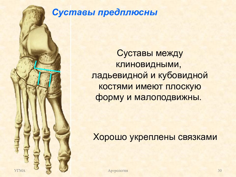 Связки предплюсны. Суставы костей предплюсны. Поперечный сустав предплюсны анатомия. Предплюсно-плюсневые суставы. Предплюсне плюсневый сустав латынь.