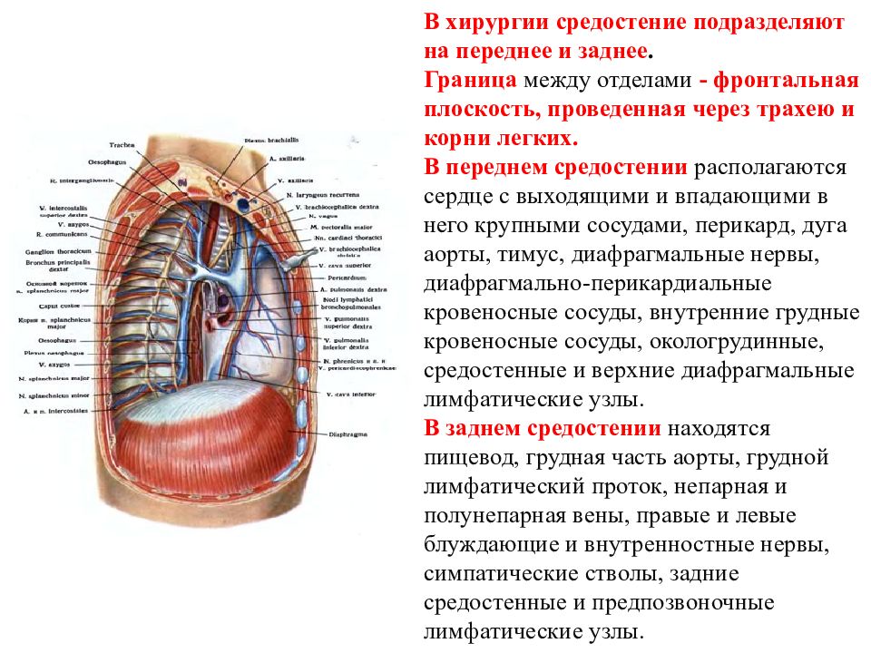 Топографическая анатомия переднего и заднего средостения презентация