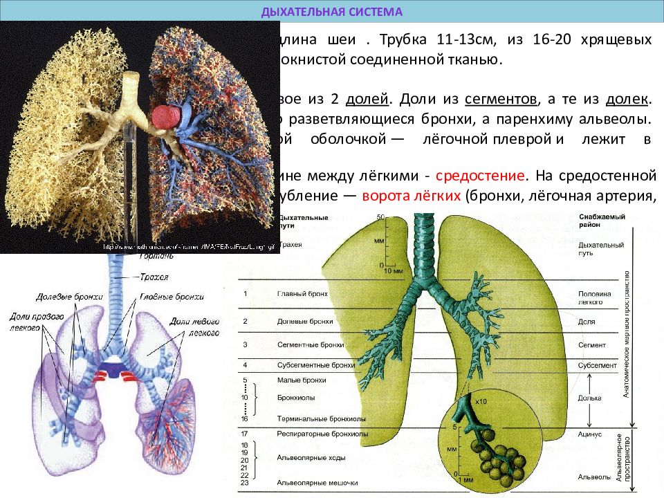 Легкие состоят из. Дыхательная система бронхи. Анатомия легких и бронхов человека средостения. Правое лёгкое состоит из. Бронхи и легкие из материала.