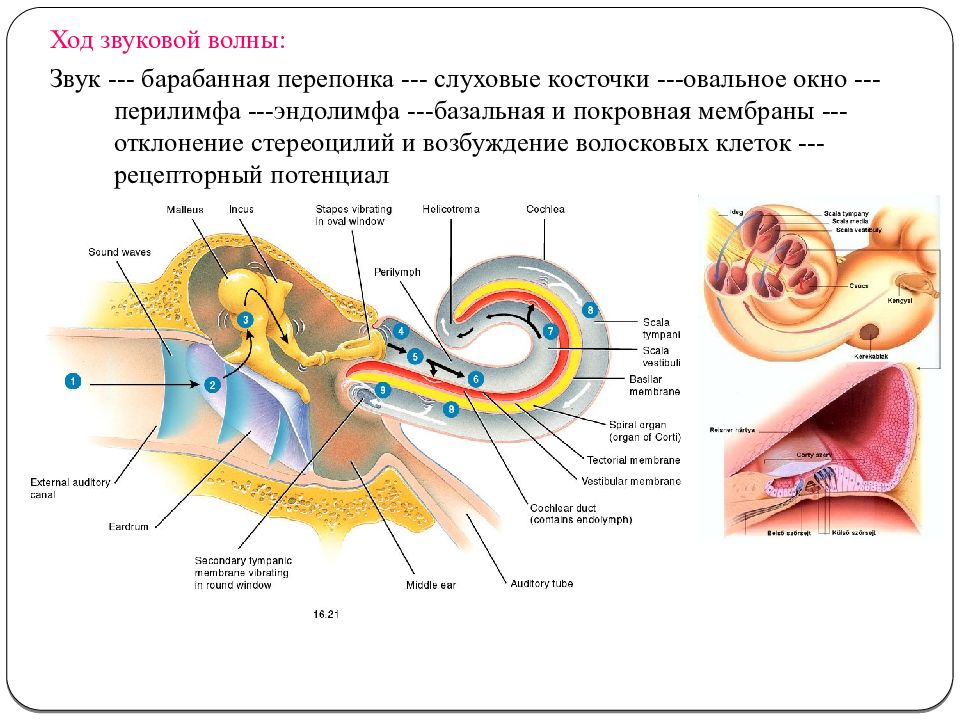 Какой буквой на рисунке обозначен орган переводящий звуковые колебания в электрические импульсы