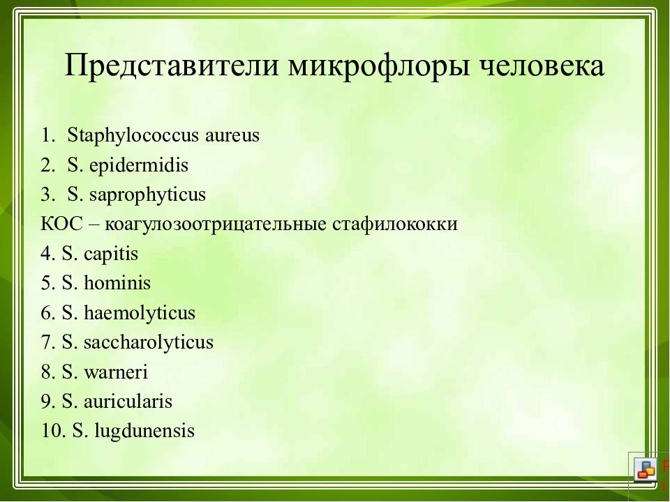 Каким антибиотиком лечить стрептококк. Представители микрофлоры человека. Стафилококки представители. Профилактика стафилококк и стрептококк. Стафилококк стрептококк лечение.