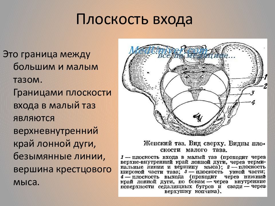 Фронтальный распил таза с указанием этажей схема