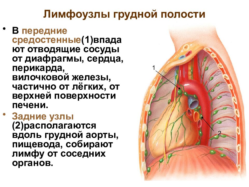 Лимфоузлы средостения схема расположения