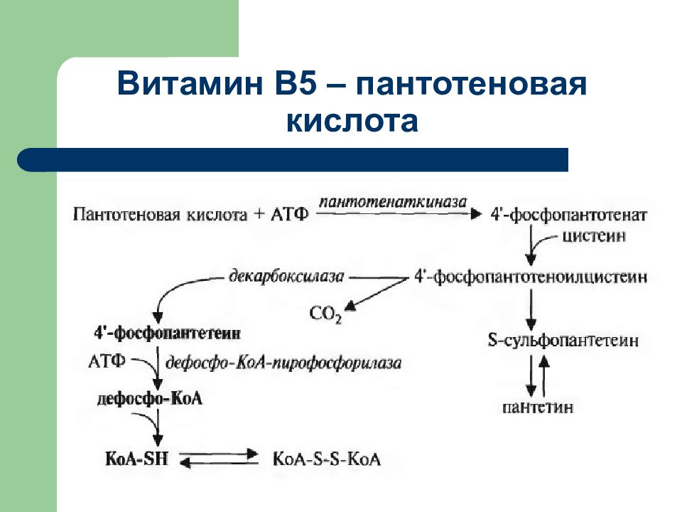 Витамин в5 презентация