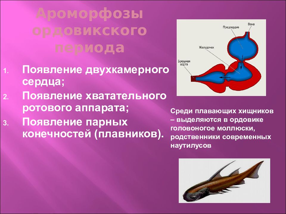 Двухкамерное сердце. Ордовикский период ароморфозы. Ордовик основные ароморфозы. Важнейшие ароморфозы ордовика. Ордовик период ароморфозы.