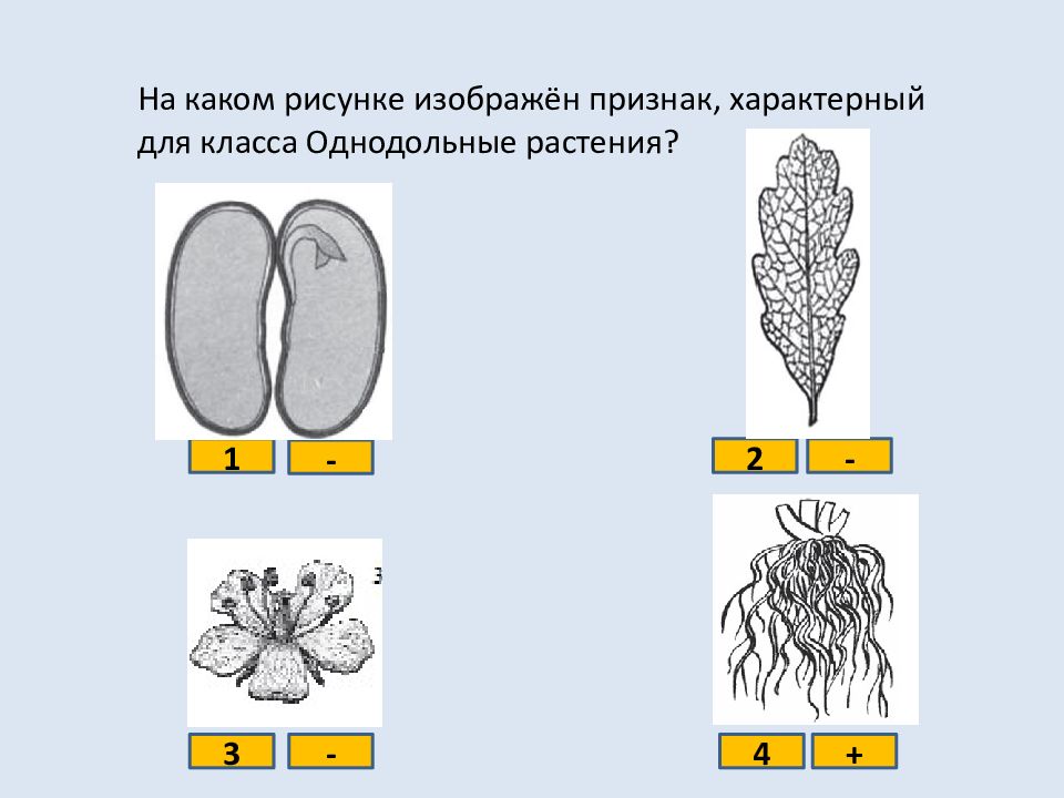 Укажи на каком рисунке изображен признак характерный для класса однодольных растений