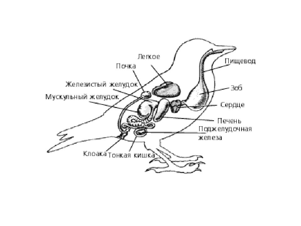 Схема пищеварительной системы птицы рисунок