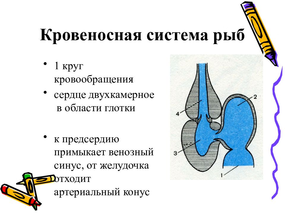 Филогенез кровеносной системы рыб. Филогенез дыхательной системы рыб. Венозный синус и артериальный конус у рыб. Артериальная система рыбы венозный синус. Филогенез кровеносной