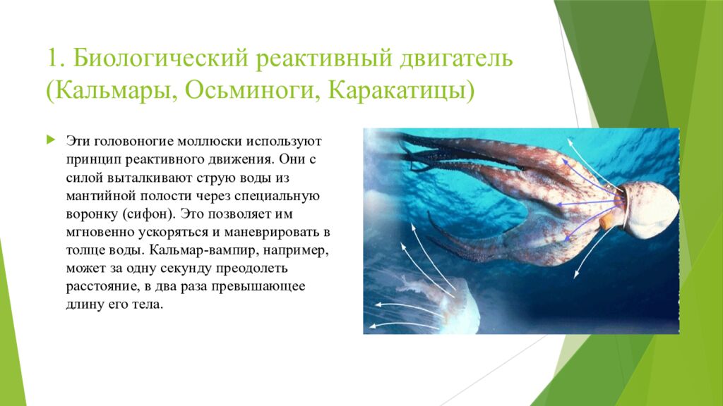 1. Биологический реактивный двигатель (Кальмары, Осьминоги, Каракатицы)