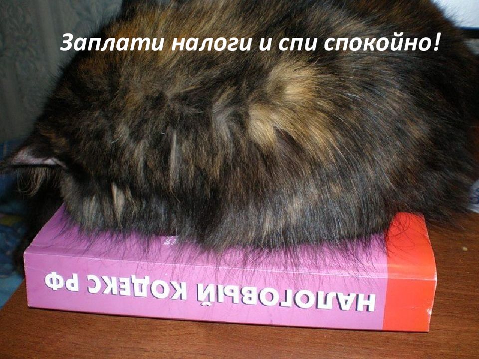 Налоги спать спокойно. Кот и налоги. Плати налоги и спи спокойно. Кот заплати налоги и спи. Плати налоги кот.