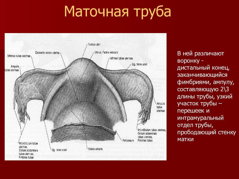 Передняя стенка матки. Топография маточной трубы анатомия. Ампула маточной трубы анатомия. Толщина стенки маточной трубы. Воронки маточной трубы.