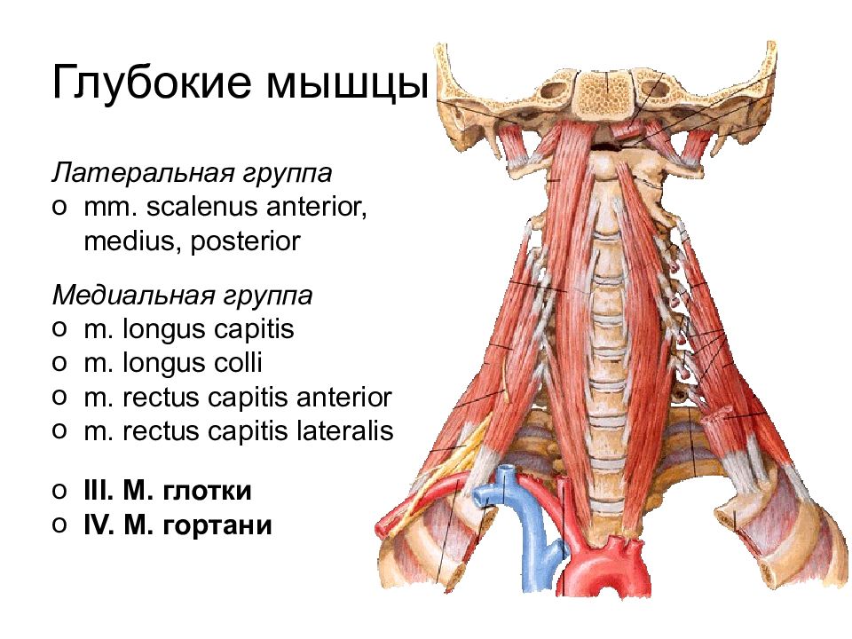 Прямые мышцы шеи. Длинная мышца головы. Длинная мышца головы и шеи. Длиннейшая мышца головы. Длинная мышца головы и длинная мышца шеи.