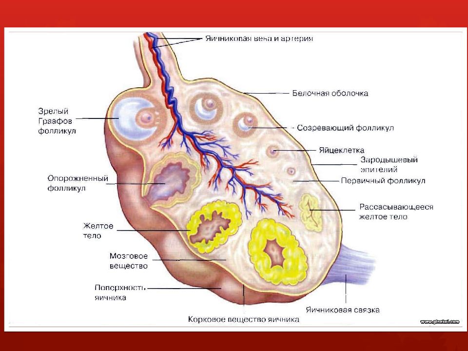 Менструальный цикл Менструальный цикл