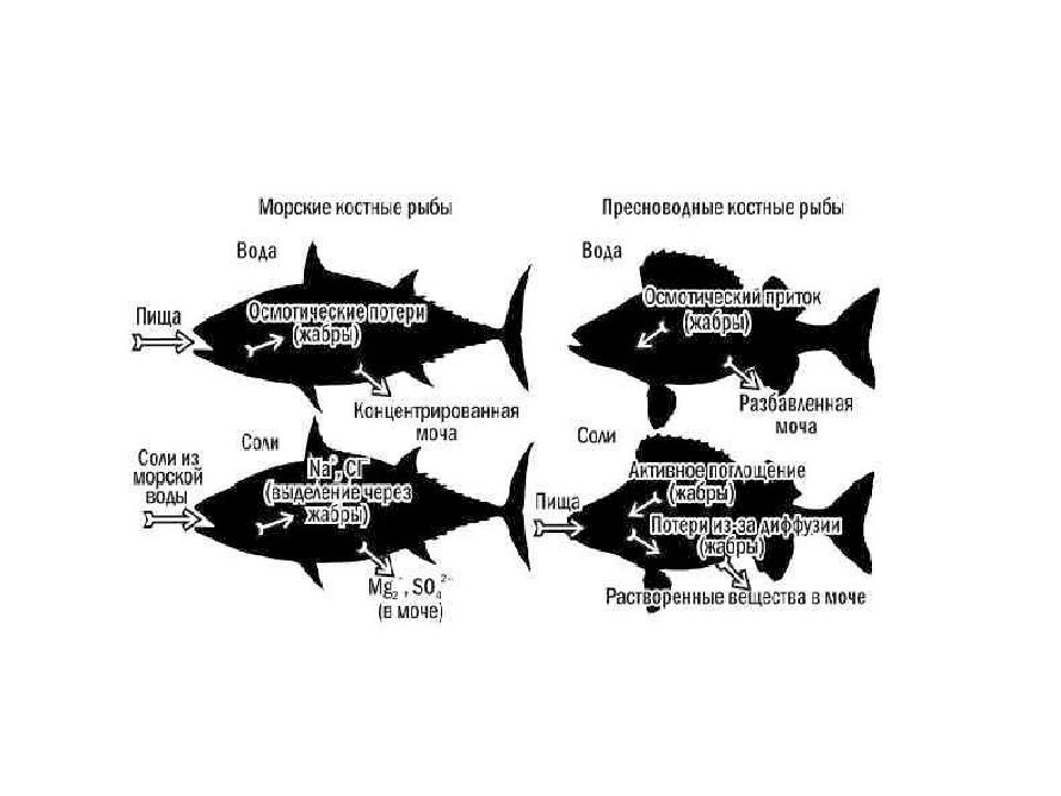 Какие звуки издают рыбы. Водно-солевой обмен у водных организмов. Водно солевой обмен рыб. Солевой обмен у морских и пресноводных рыб. Водно-солевой обмен гидробионтов.