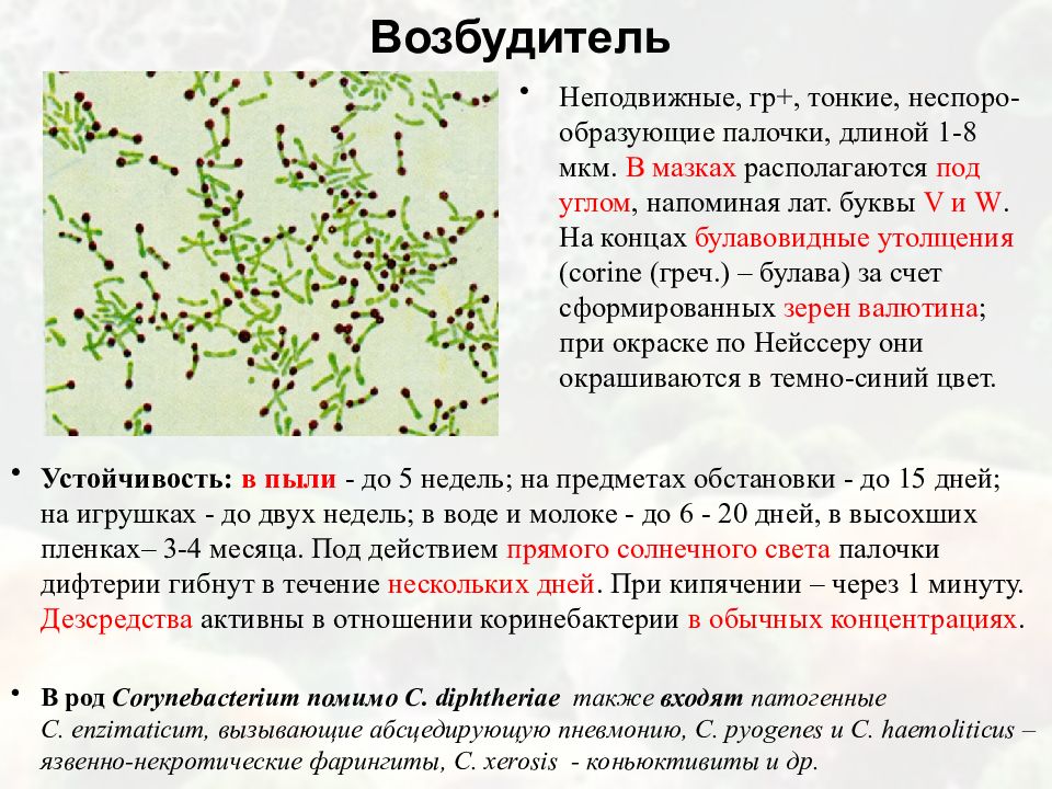 Передача возбудителя дифтерии возможна. Резистентность дифтерии возбудитель дифтерии. Характеристика возбудителя дифтерии. Охарактеризуйте возбудитель дифтерии:. Морфология возбудителя дифтерии.