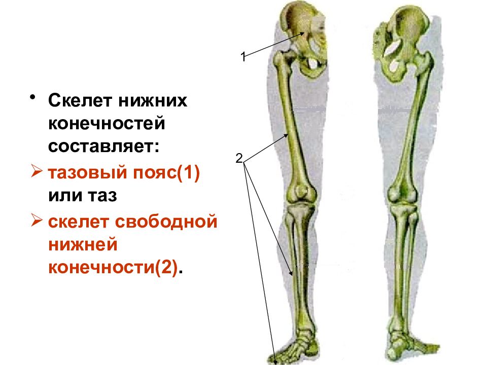Скелет нижних конечностей человека кости. Отделы скелета пояс нижних конечностей. Скелет пояса нижних конечностей человека. Скелет пояса нижних конечностей тазовый пояс. Скелет нижней конечности пояс нижней конечности.