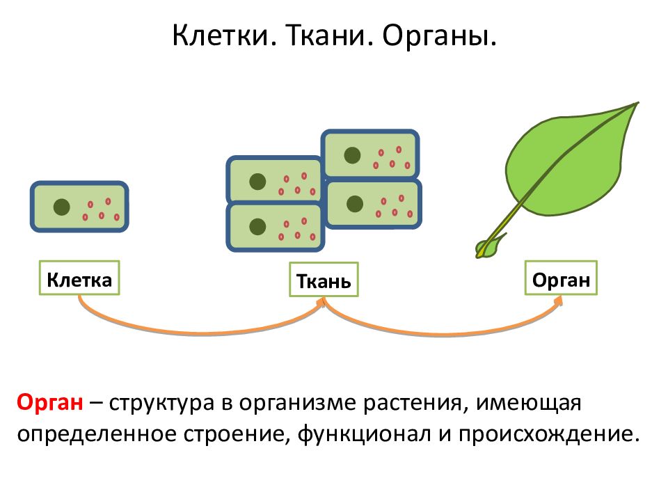 Клетки ткани органы системы органов. Клетка ткань орган. Ткани органы системы органов растений. Органный комплекс клетки.