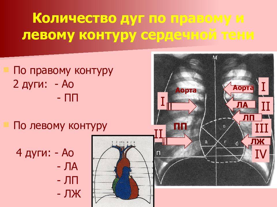 Сколько дуг. Дуги сердечно сосудистой тени. Контуры сердечной тени. Дуги левого контура сердца. Сердечно сосудистая тень.