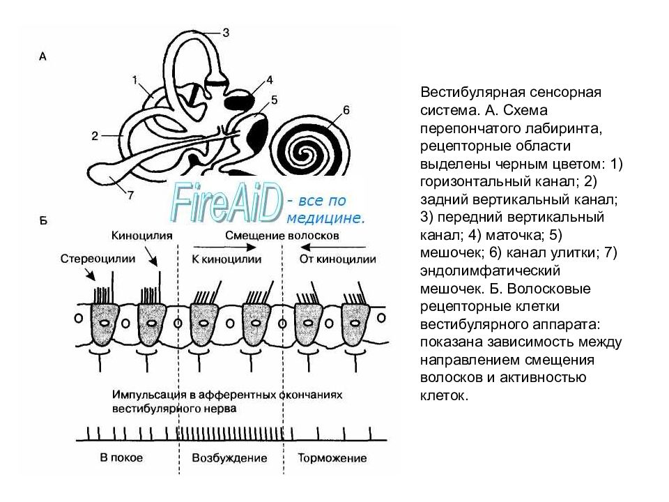 Блок схема вестибулярной сенсорной системы