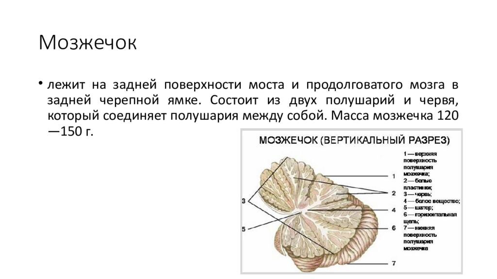 Плохо развит мозжечок