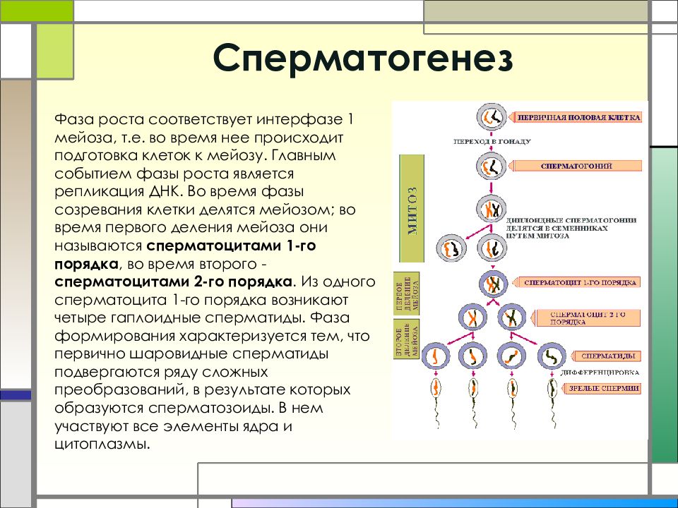 Гаметогенез егэ презентация