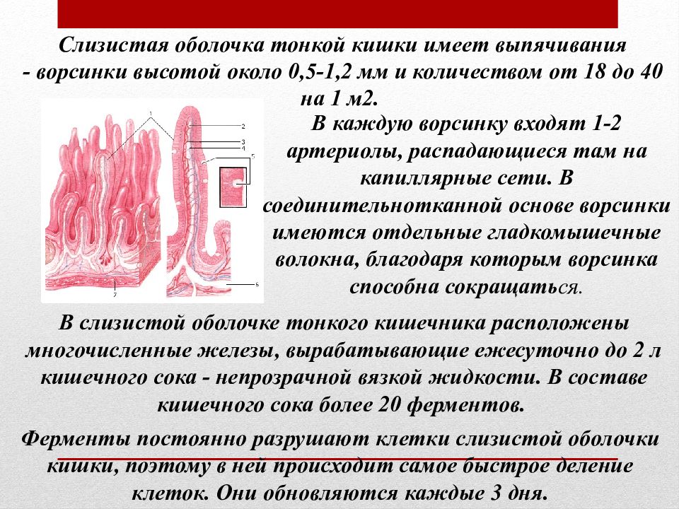 Тонкая слизистая. Ворсинка слизистой оболочки Толстого кишечника. Мышечная оболочка слизистой оболочки тонкой кишки. Слизистая оболочка тонкой кишки. Слизистая оболочка тонкого кишечника.