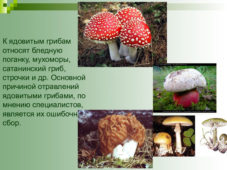 Активный образ жизни относится к грибам. Сатанинский гриб , мухомор , бледная поганка. Бледная поганка сатанинский гриб и. Ядовитыми грибами являются. Строчки грибы несъедобные.