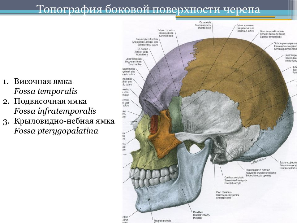 Височная впадина картинка