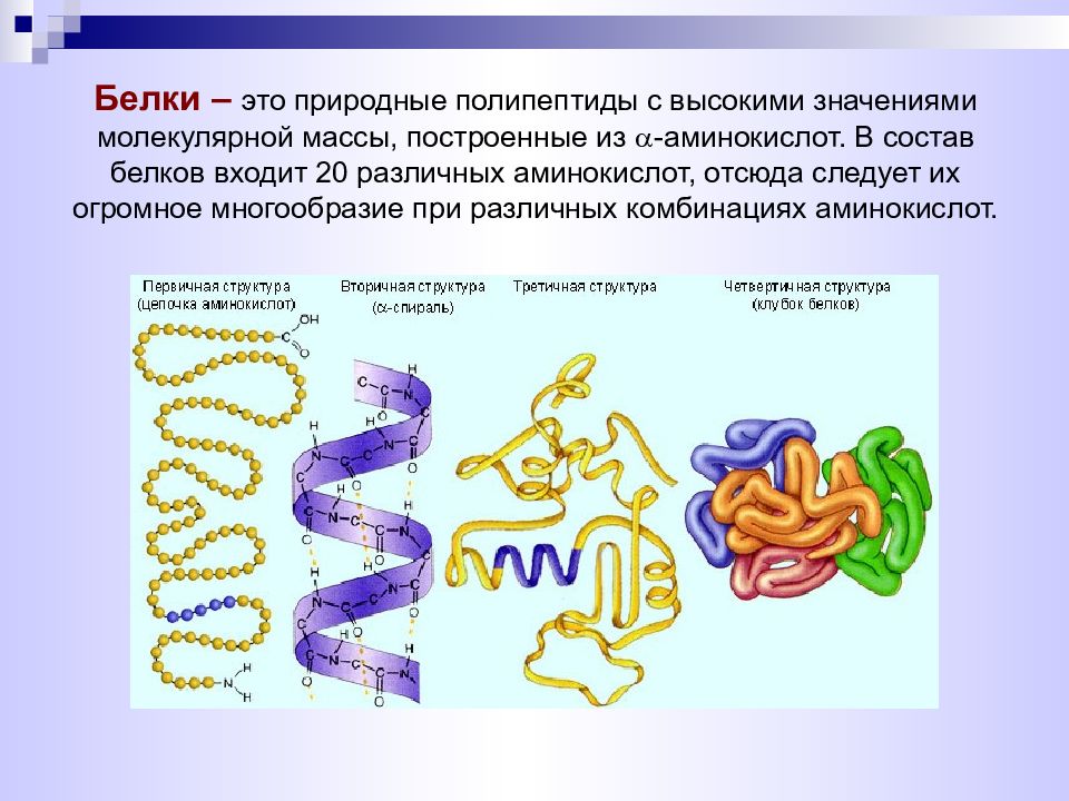 Белки являются соединениями