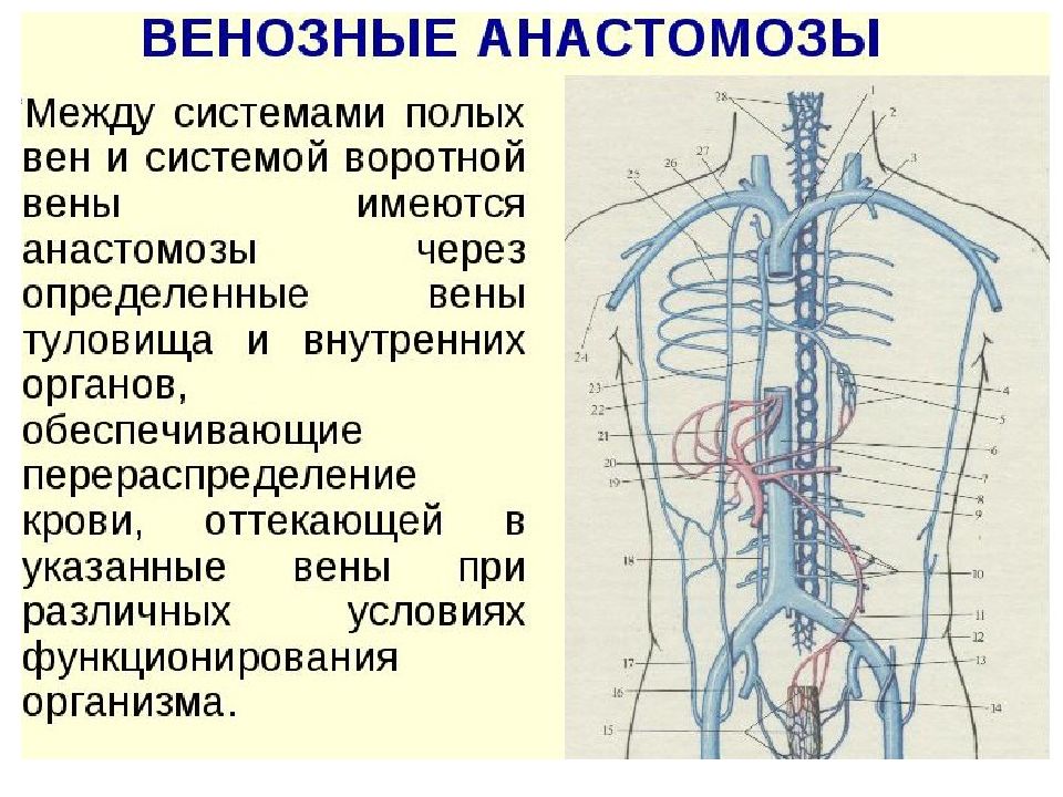 Венозная система анатомия схема