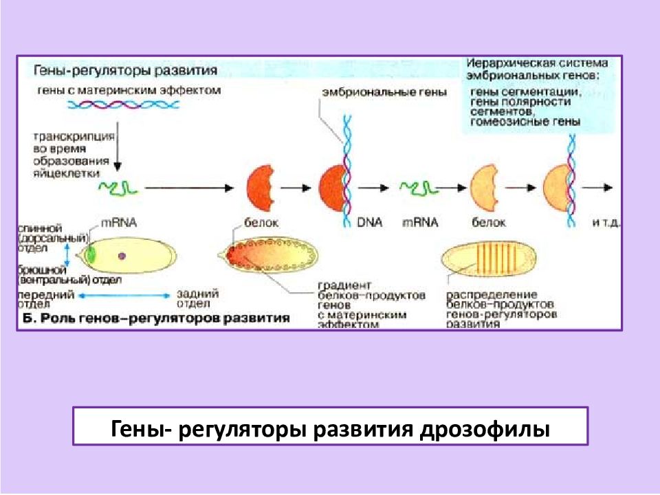 Механизмы клеток. Ген регулятор развития это. Механизмы клеточной дифференцировки. Механизм дифференцировка генов. Гены регуляторы развития определение.