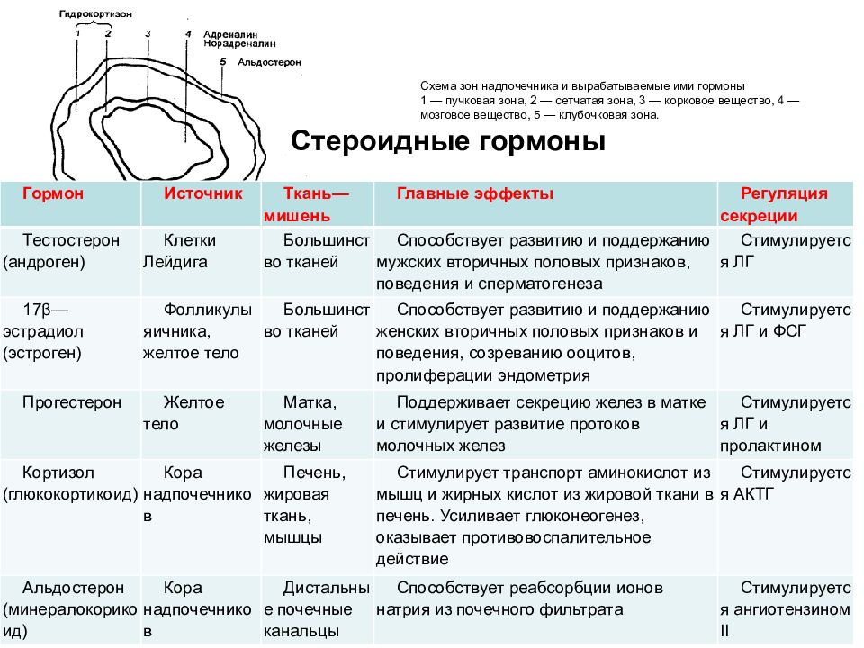 Гипофункция надпочечников презентация