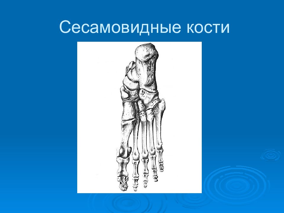 Сесамовидные кости. Вспомогательный аппарат мышц сесамовидные кости. Сесамовидная кость. Сесамовидные кости человека. Сесамовидные кости строение.