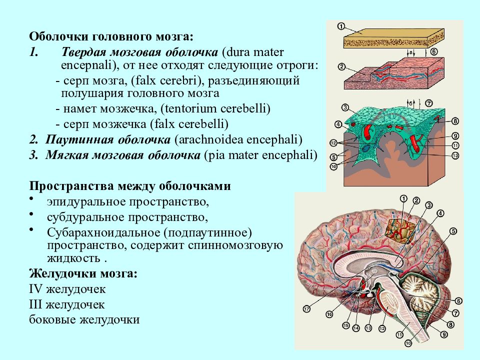 Презентация топографическая анатомия мозгового отдела головы