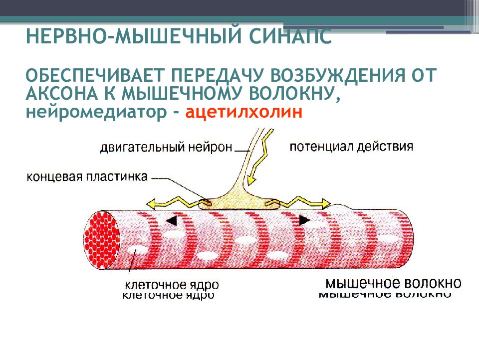 Нервно мышечный синапс передача. Передача возбуждения с нервного волокна на мышечное. Концевая пластинка мышечного волокна. Нервно-мышечный синапс скелетного мышечного волокна. Нервно мышечный синапс ацетилхолин.