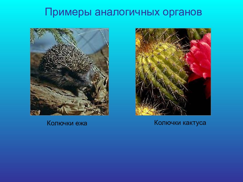 Покров тела ежа. Биологическая роль адаптации ежа. Биологическая роль адаптации ежа и кактуса. Биологическая роль адаптаций кактуса кактуса. Колючки ежа, тело рыбы покрыто.