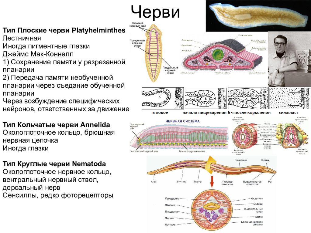 Системы плоских червей. Нервная система плоских червей 7 класс таблица. Органы нервной системы плоских червей. Система органов плоских червей нервная система. Тип нервной системы у плоских червей.