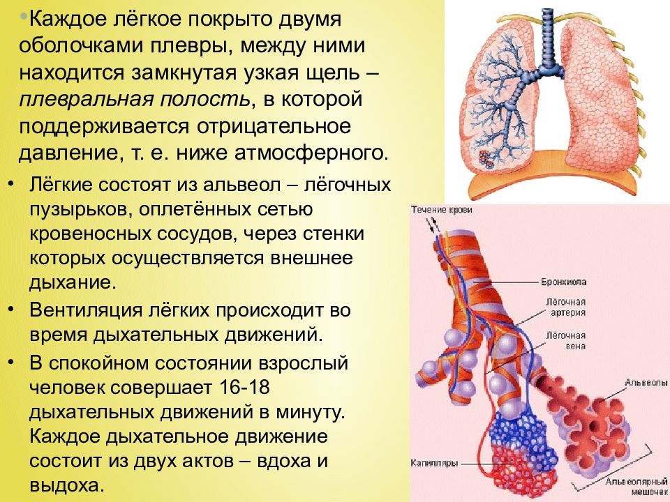 Эволюция дыхательной системы презентация