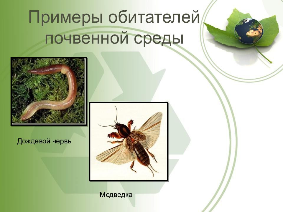 Блоха среда обитания организменная или наземно воздушная. Примеры обитателей почвенной среды. Обитатели почвенной среды обитания. Почвенная среда примеры. Почвенная среда обитания примеры.