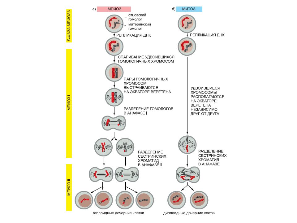 Митоз и мейоз различия картинки